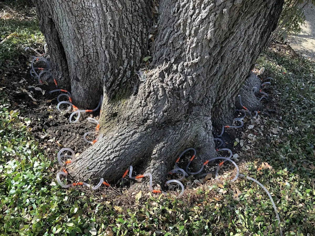 Detailed Tree Cabling and Bracing job site in Whitman