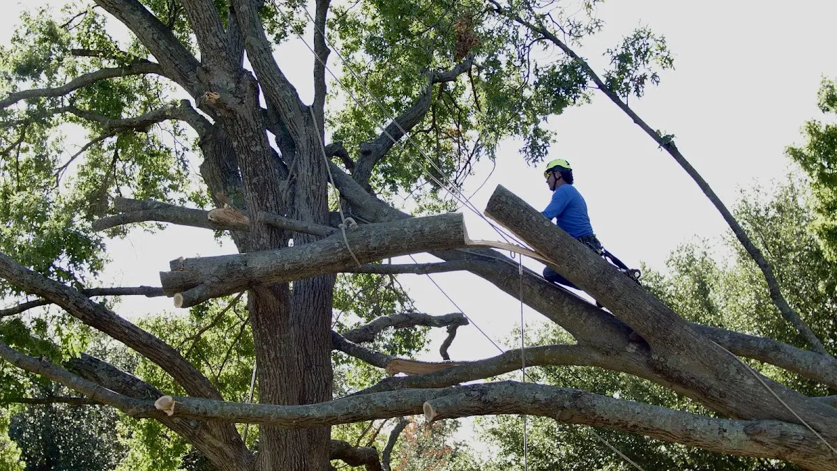 Professional Crown Thinning performed by certified arborists in Whitman